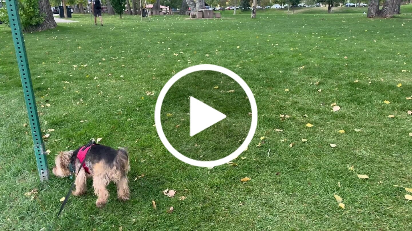 Customer video review of Wild Alaskan Salmon Oil for Dogs | Omega 3, 6 & 9 | Petsmont Omega Love+