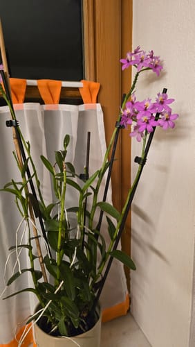 Customer photo review of Epidendrum Nordic Fire Dauerblüher im 3er Set mit 2 Rispen