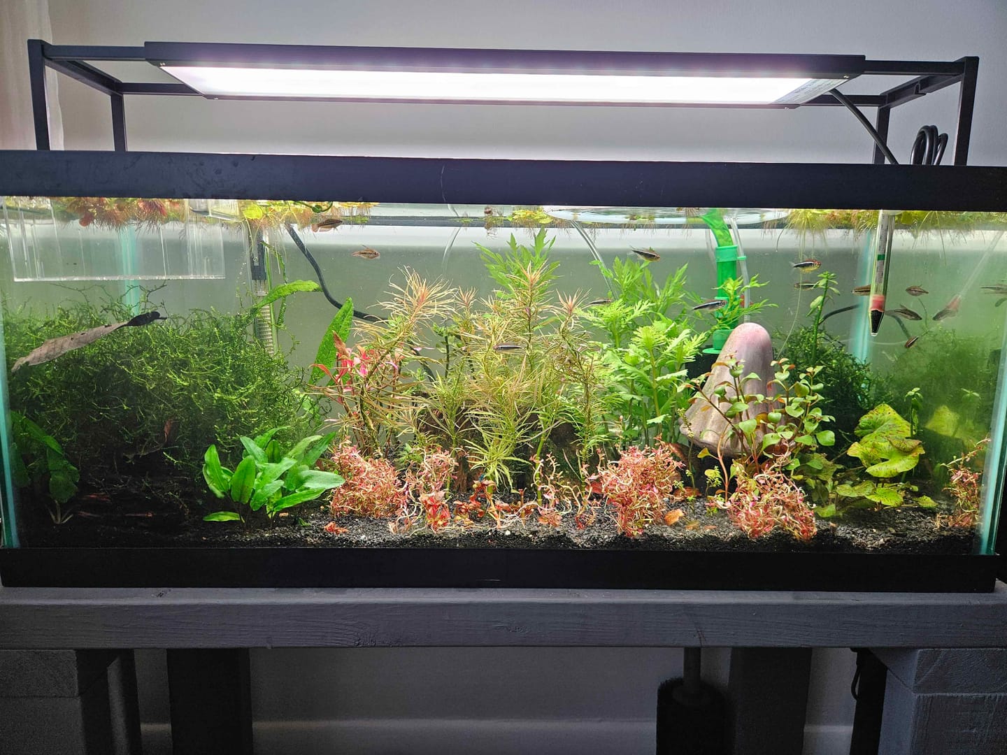 Customer photo review of Chihiros WRGB II Slim LED Light