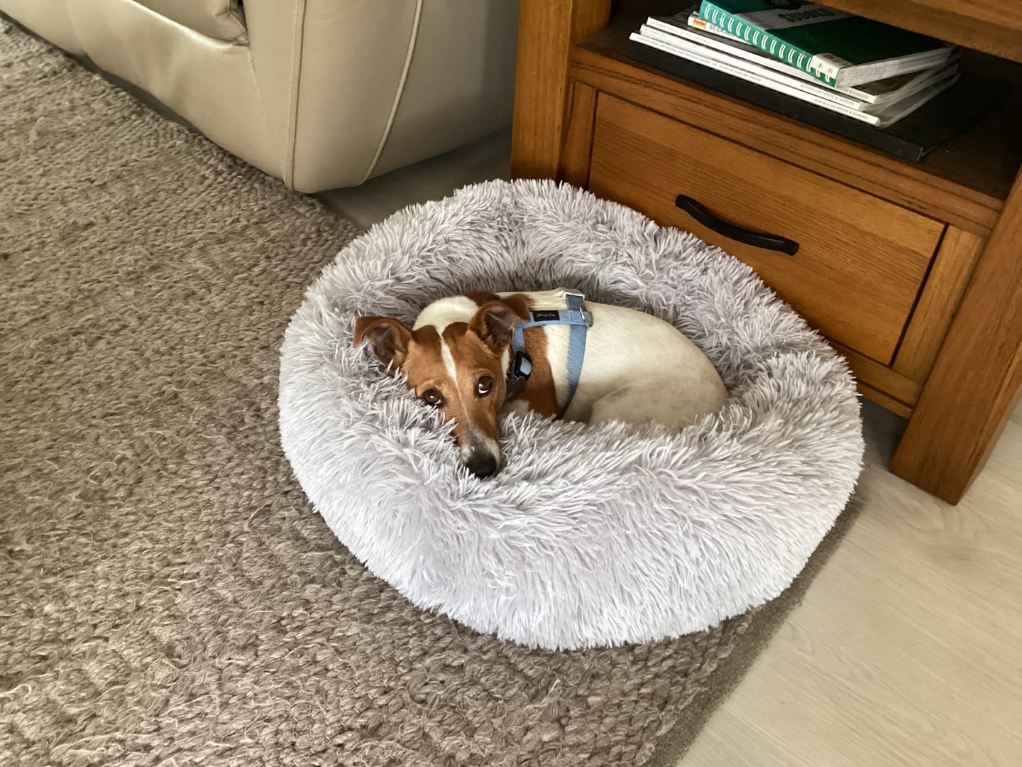 Customer photo review of Calming Pet Bed Machine Washable