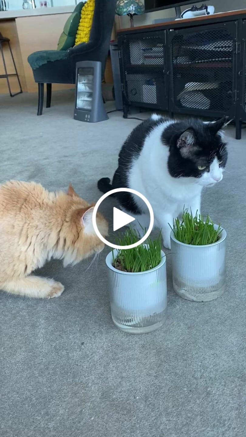 Customer video review of MICHU All-in-One Soil-Free Cat Grass Grow Kit with Australian Seed and Mulch, Made in Australia