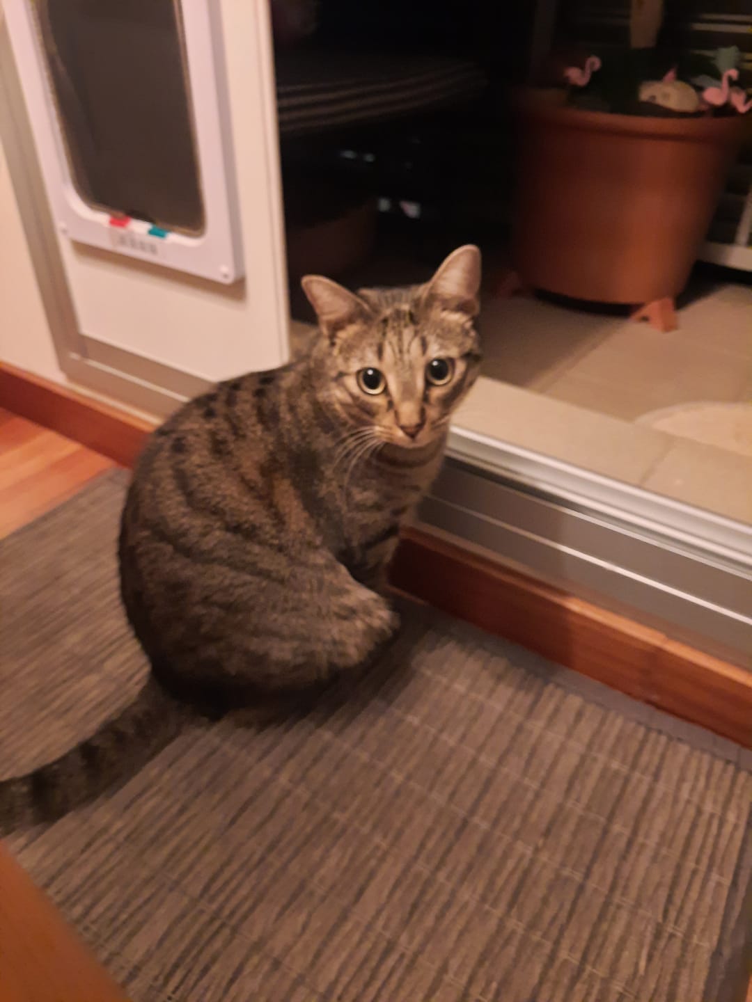 Customer photo review of Grain Free Cat Adult