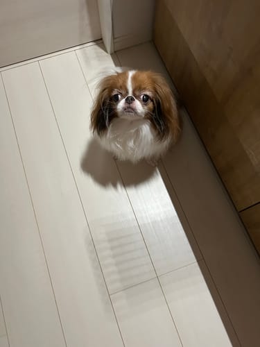 Customer photo review of FunFunPet 高機能ハーネス（お名前タグ作成サービス付き）