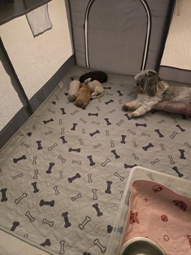 Customer photo review of Potty Buddy™ - Reusable Leak-Free Potty Pads