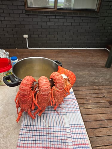 Customer photo review of Live NZ Red Crayfish