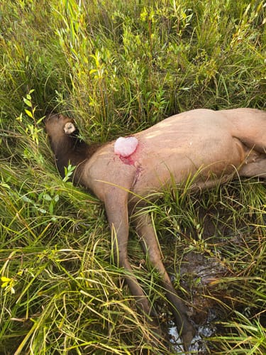 Customer photo review of Aluminum Broadheads
