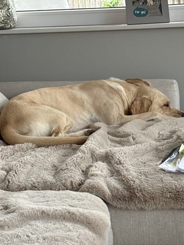 Kundenbewertung mit Foto zu CAILY | Hundedecke & Sofaschutz – Wasserdicht, waschbar & super weich