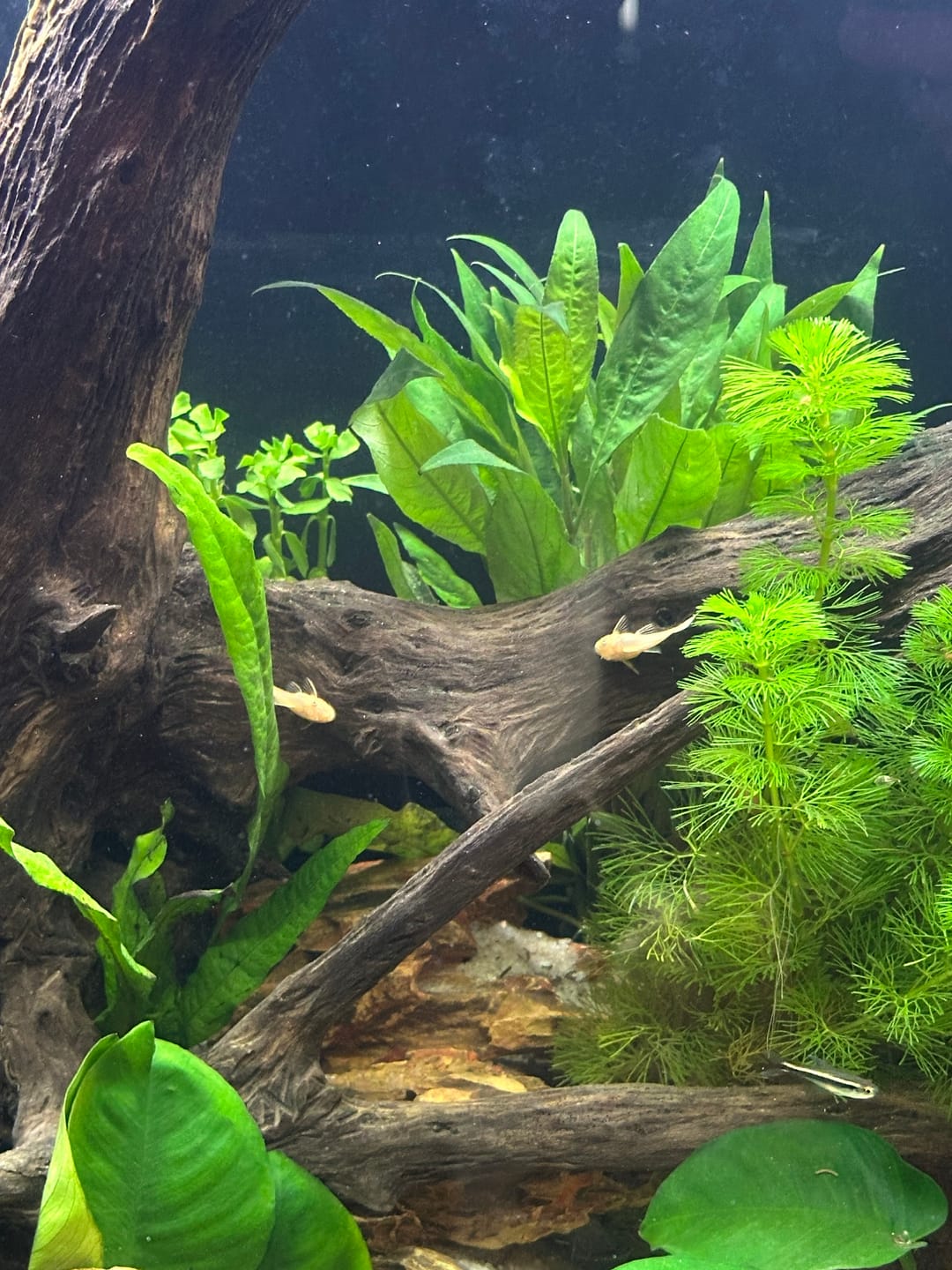 Customer photo review of L144a Blue Eye Lemon Bristlenose Pleco (2 Inches) "NEW"