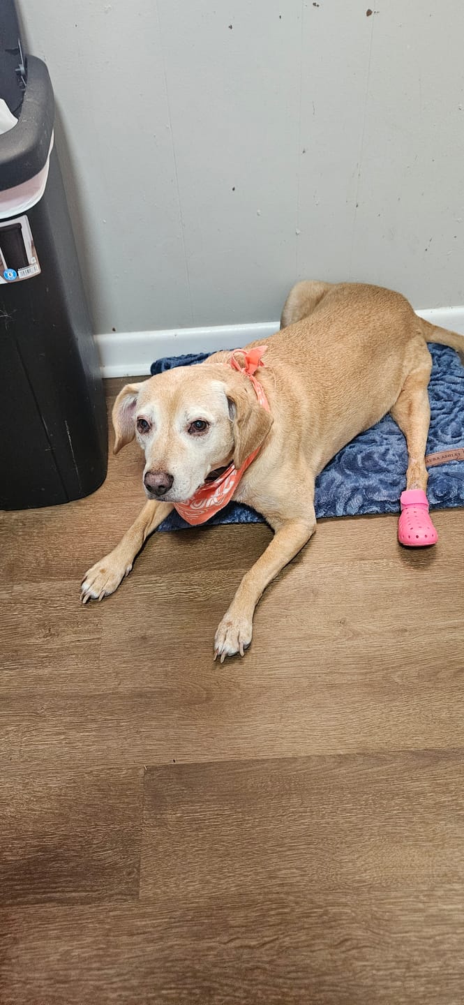Customer photo review of WagWellie® Mojave Single