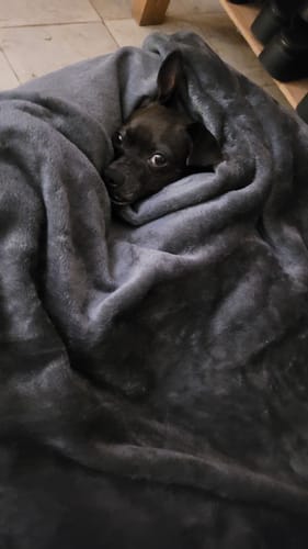 Customer photo review of Manta Relajante para Mascotas