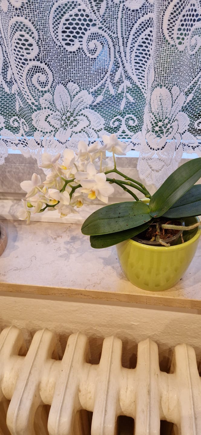 Customer photo review of Bonsaiorchidee Nazare mit weißen Blüten und 4+ Rispen inkl. Keramik