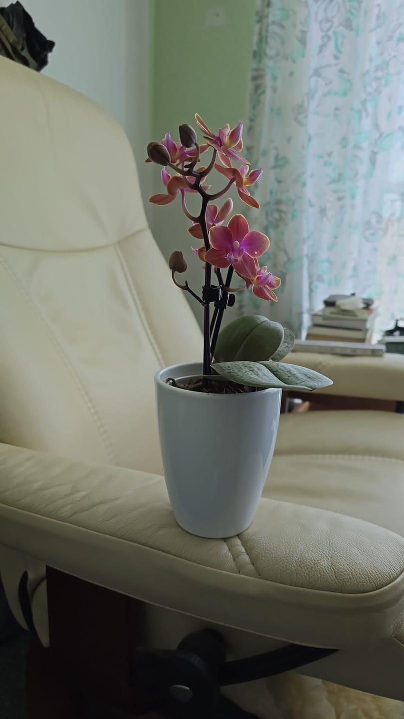 Customer photo review of Duftorchidee Table Dance Dusty Belle mit orange-roten Blüten und 2 Rispen