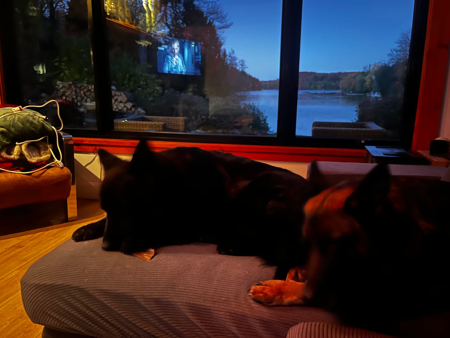 Customer photo review of K9 Choice - Os pour chien congelé - 3lb