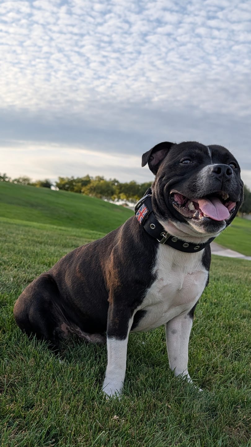 Customer photo review of Staffordshire Bull Terrier 1935® Nylon Collar - Black
