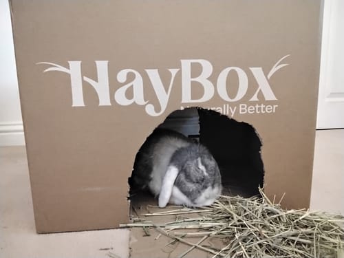 Customer photo review of Timothy Hay Box 'Blend'