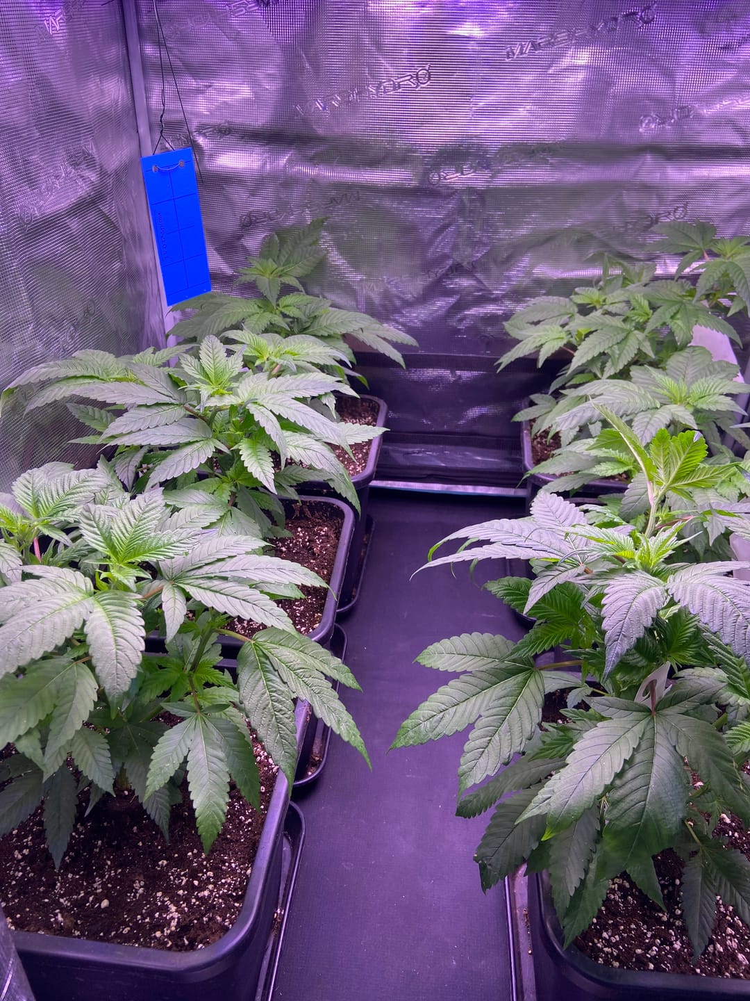 Customer photo review of Hanfstecklinge | Blackberry Moonrock