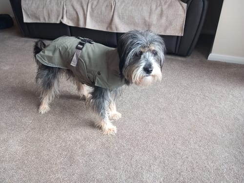 Customer photo review of Hermy Dachshund Coat with Removeable Lining & Harness Hole