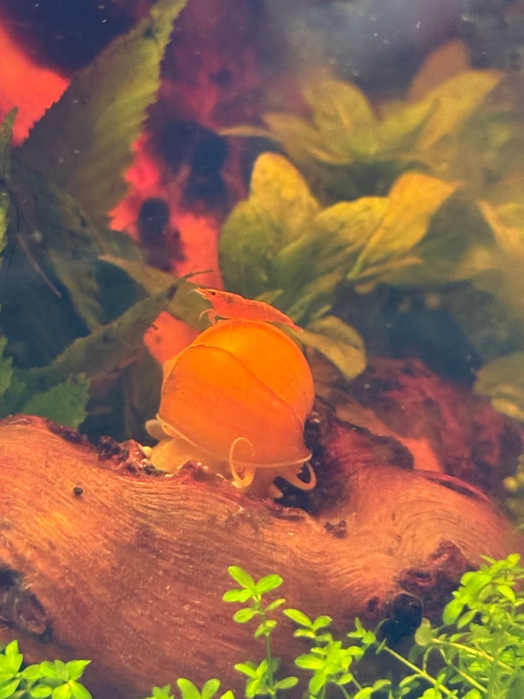 Customer photo review of Orange Sunkist Shrimp