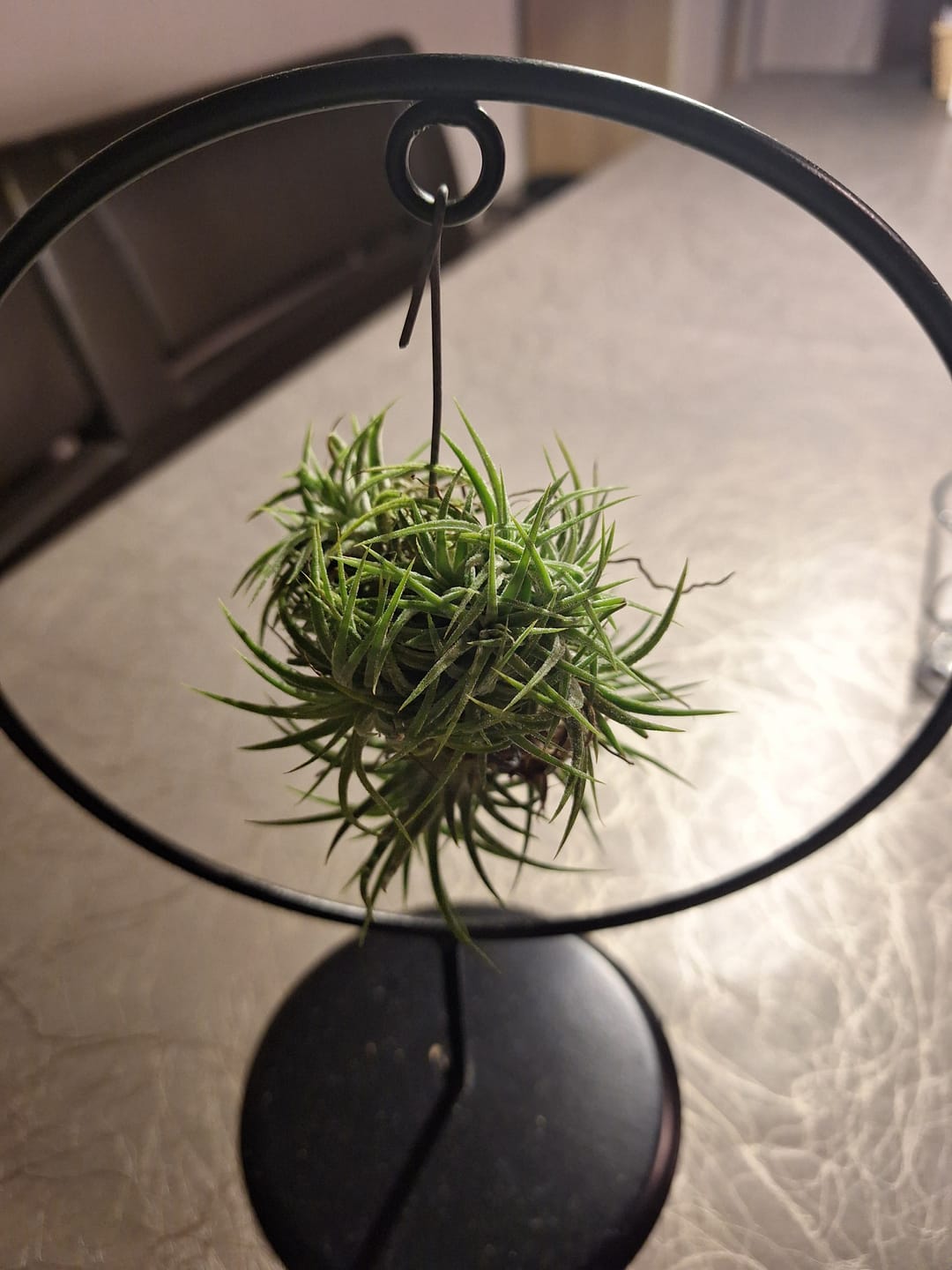 Customer photo review of Tillandsia ionantha 'mexico' - PULK