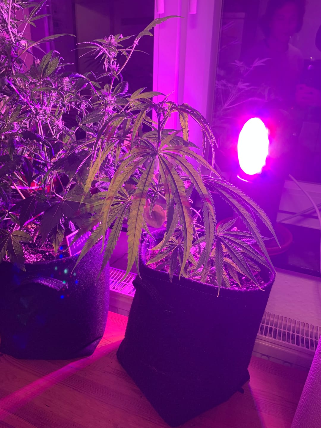 Customer photo review of Alkoholfreie Desinfektion Fläche & Raum - 1 l