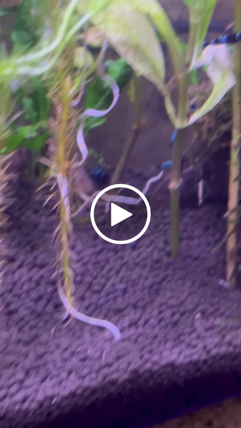 Customer video review of Shadow Panda Shrimp
