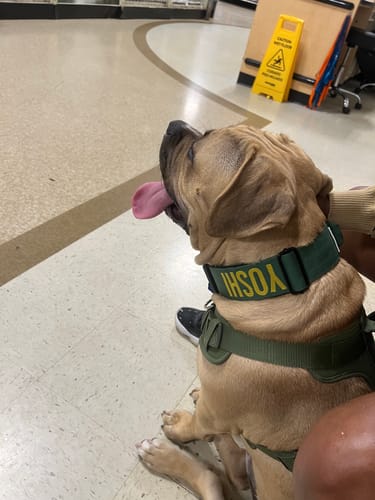 Customer photo review of Green Bully Proof Collar