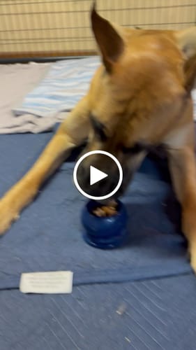Customer video review of Freezball - Durable Fillable Dog Chew Bone