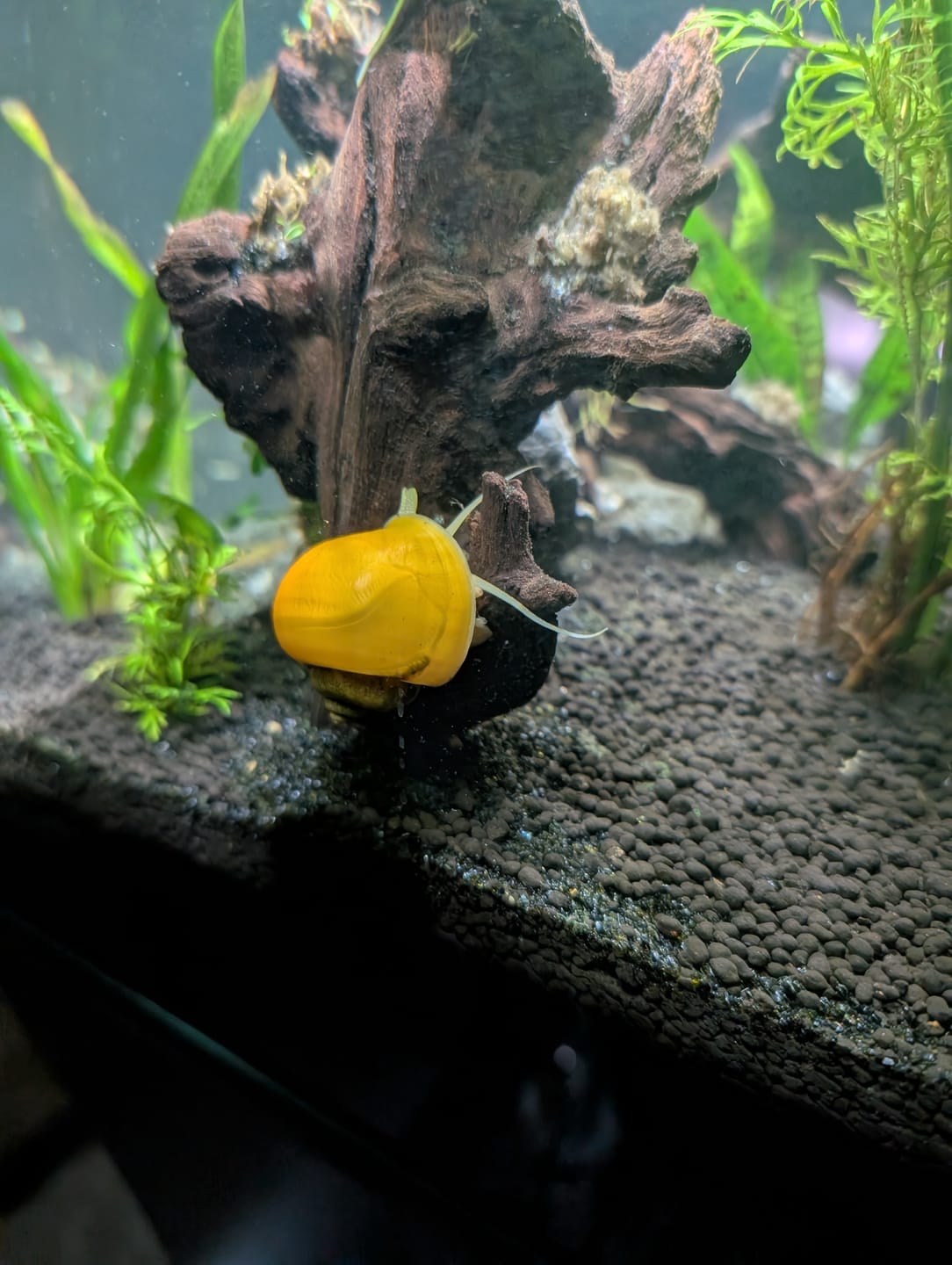 Customer photo review of Gold Mystery Snail