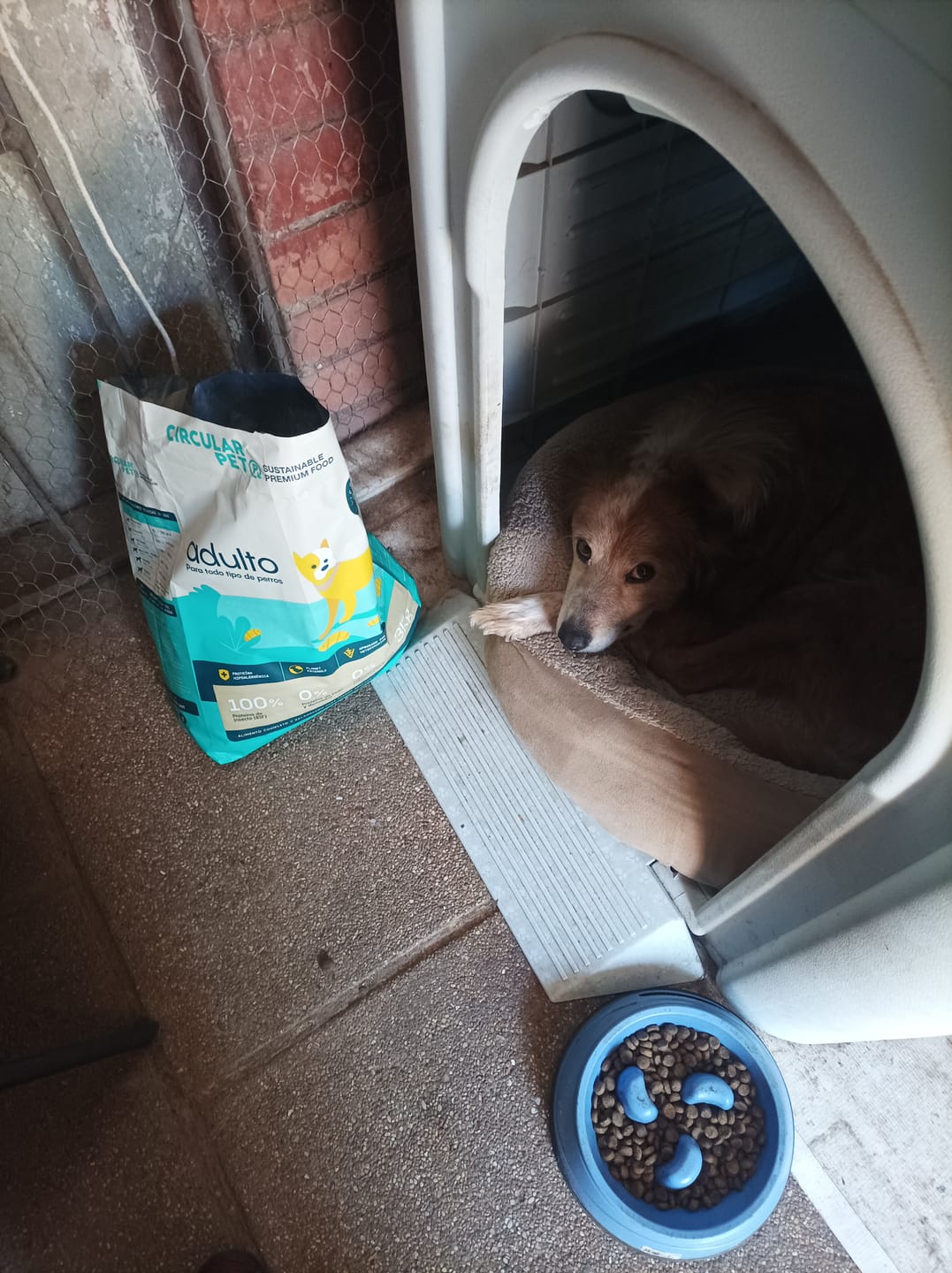 Customer photo review of Alimento Perro Adulto Toda Raza Proteína Insectos (Copia SM)