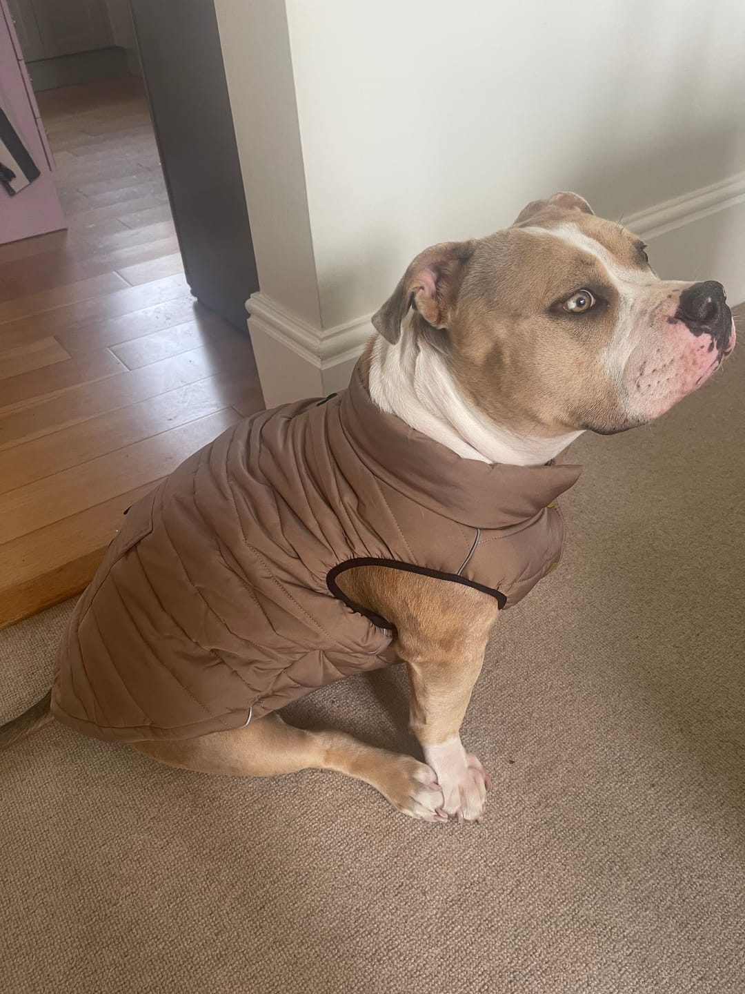 Customer photo review of WarmShield Water-Resistant Jacket - Tan