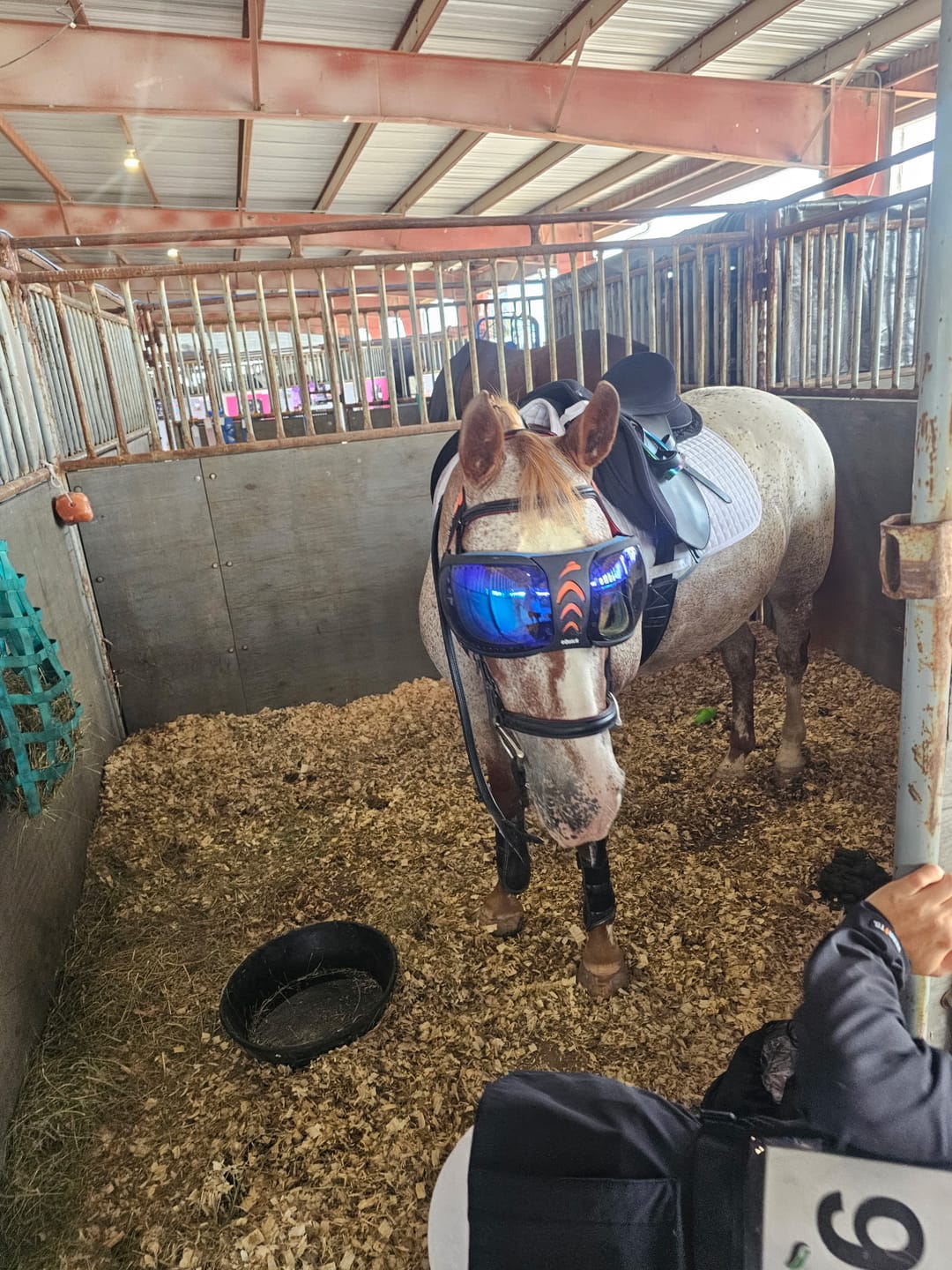 Customer photo review of eVysor - UV Horse Riding Goggles!