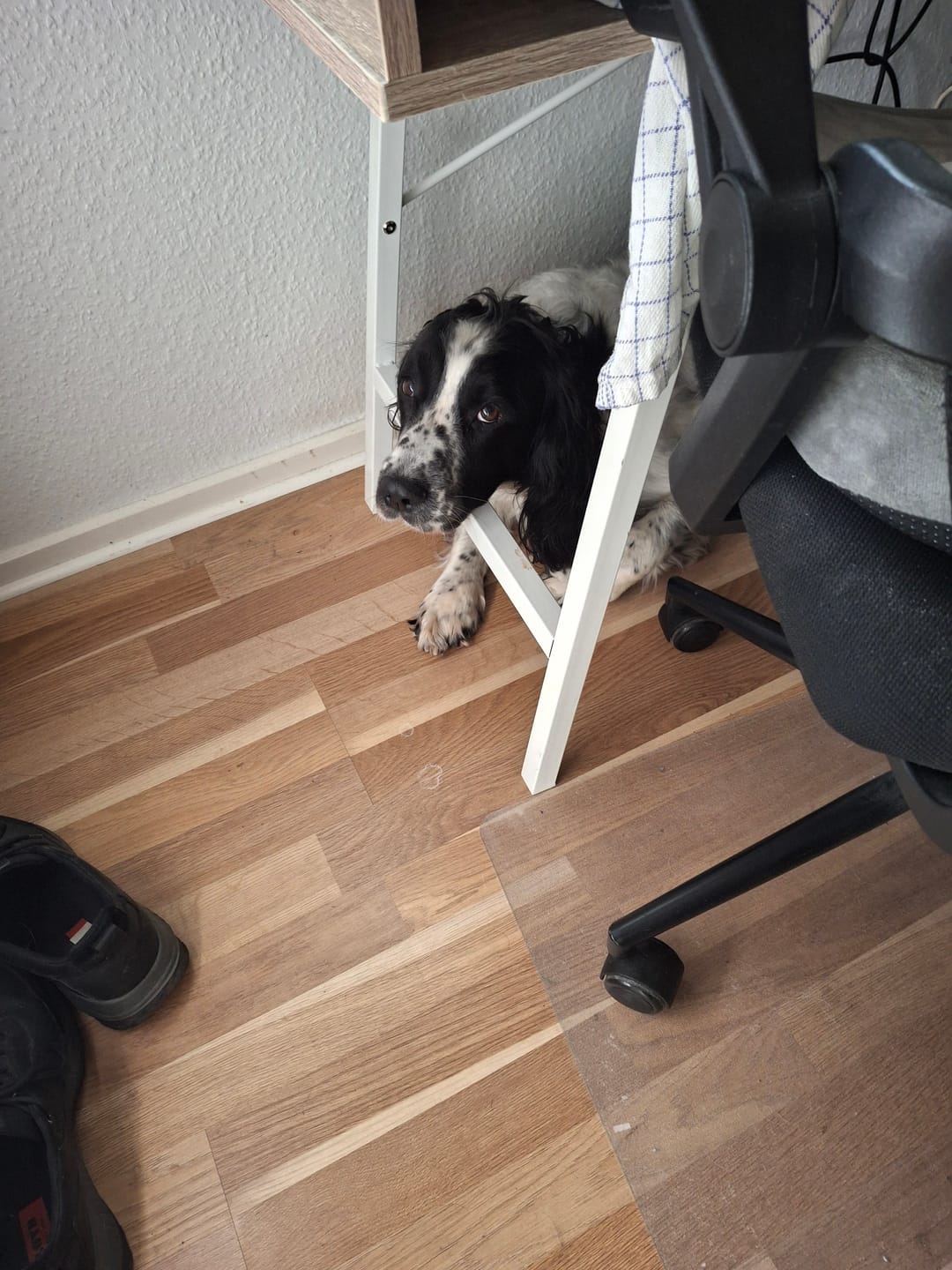 Customer photo review of Safety Light - 4-i-1 Lygte Til Hund