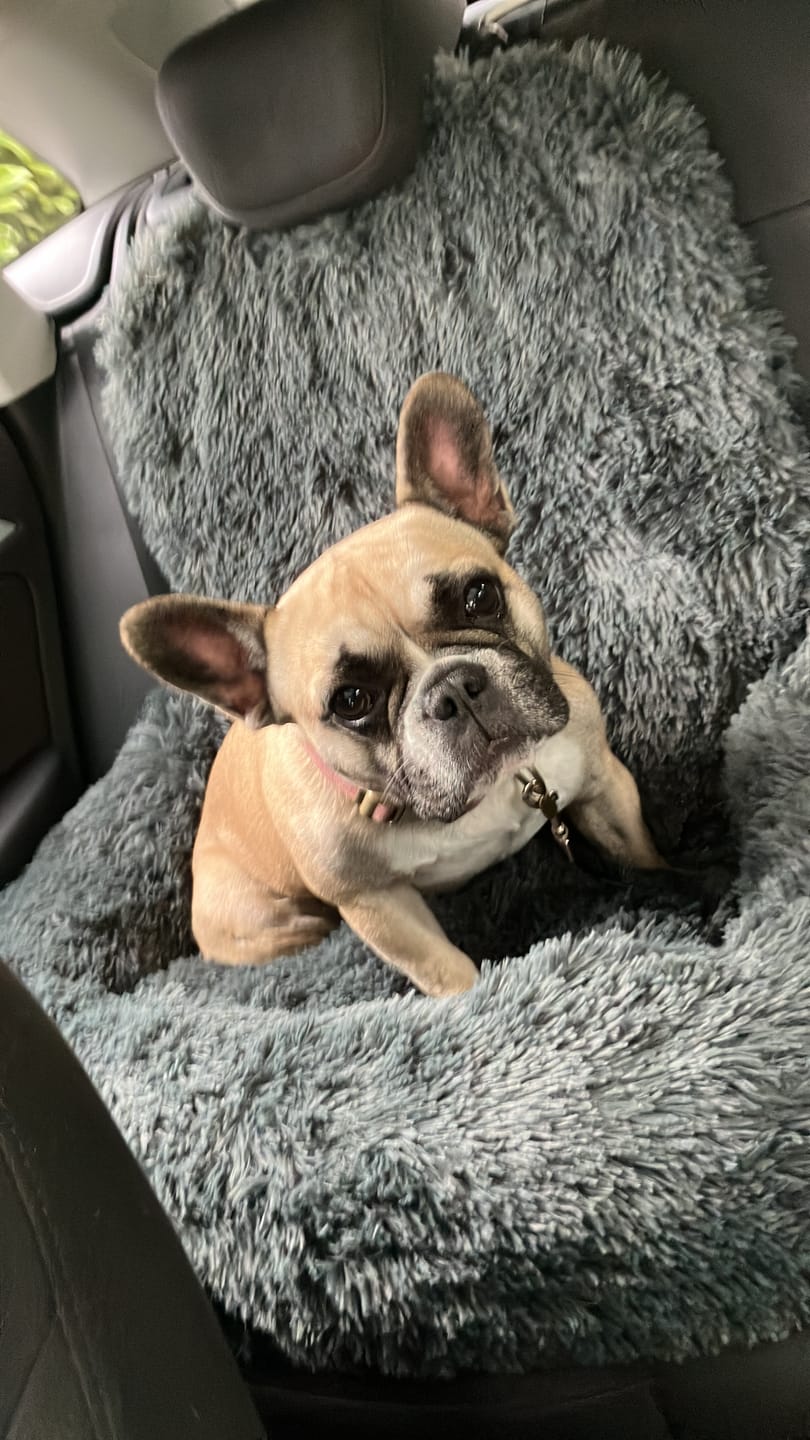 Customer photo review of Pet Perfect Fluffy Autostoel Hond (2-in-1) - Hondenmand Auto - Orthopedisch