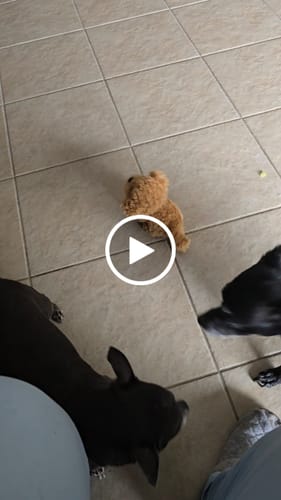 Customer video review of DE-01 Dental Dogbiotic