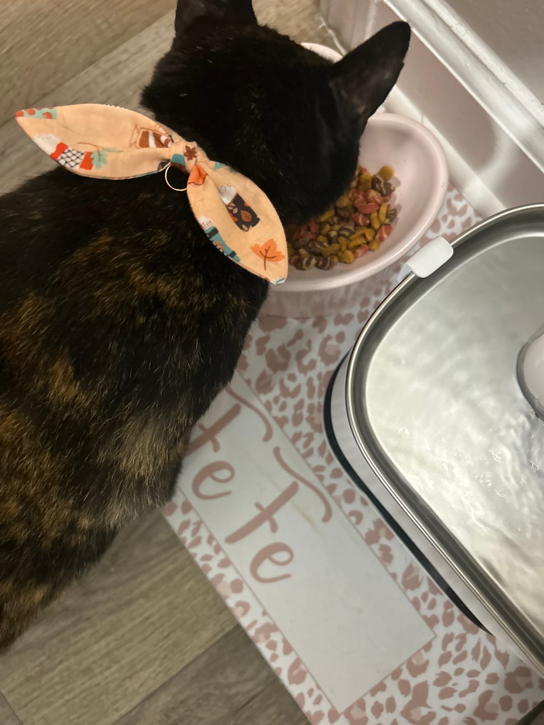 Customer photo review of Pumpkin Spice Latte Bow Cat Collar