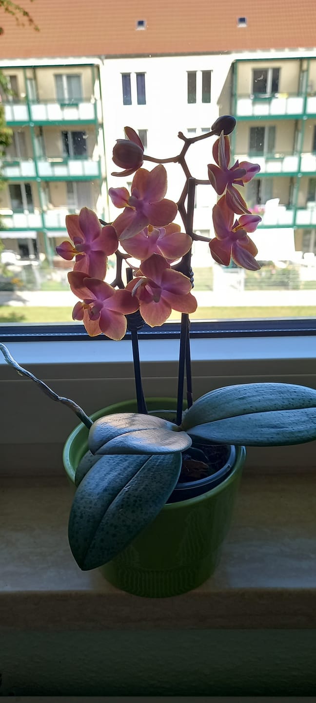 Customer photo review of Duftorchidee Table Dance Dusty Belle mit orange-roten Blüten und 2 Rispen