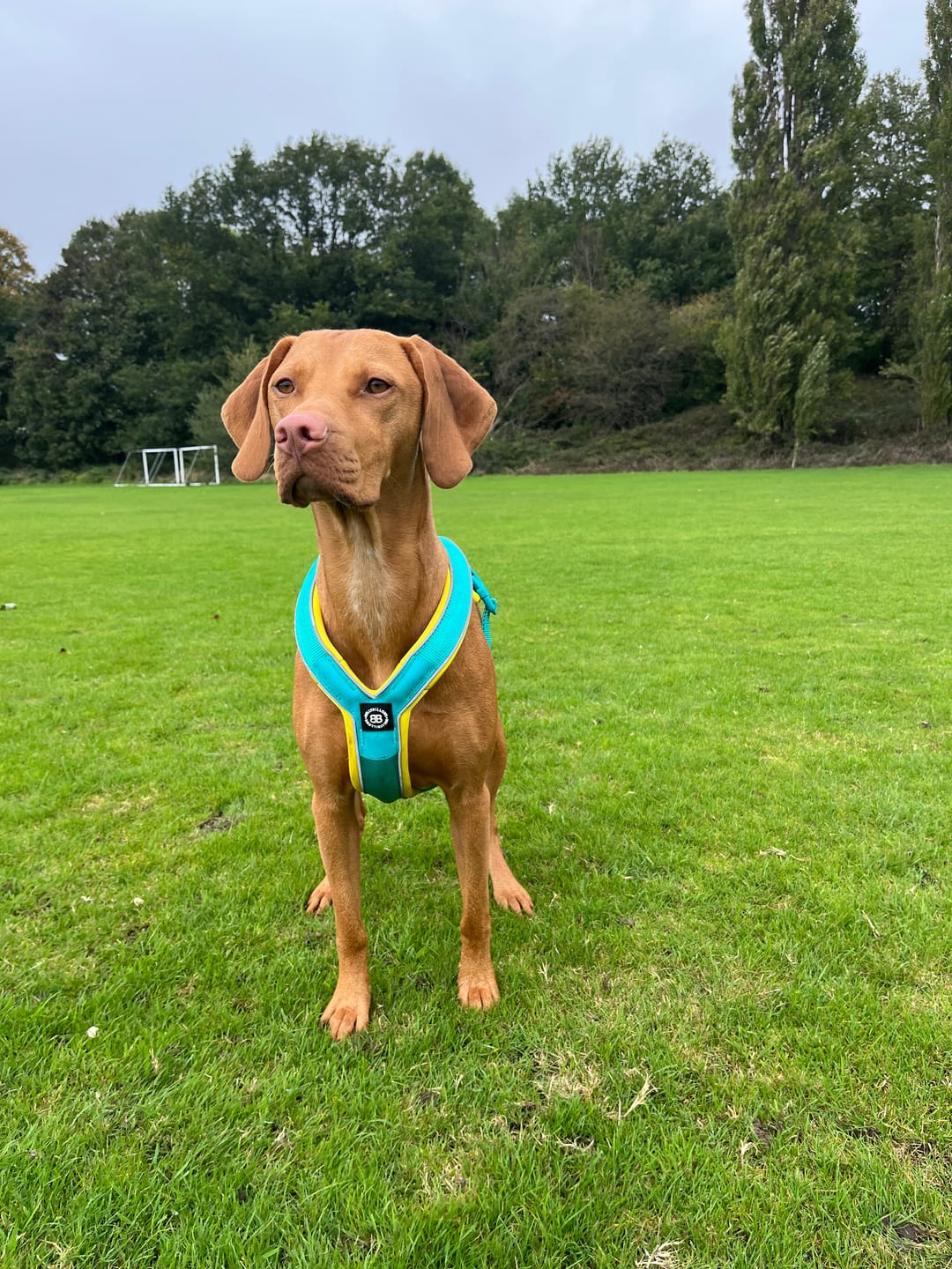 Customer photo review of Slip on Harness | Foam Padded - Turquoise x Yellow