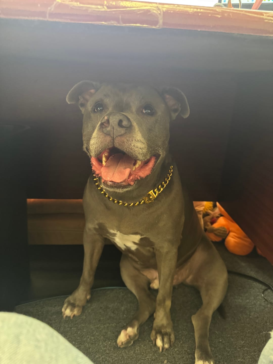 Customer photo review of Cuban Link Chain Dog Collar - Gold