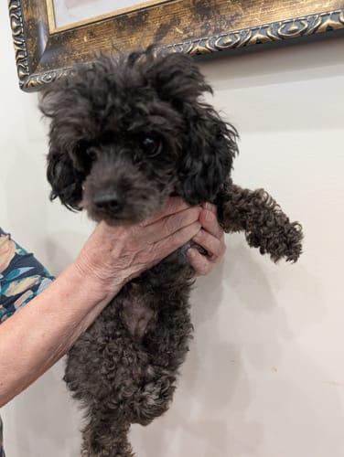 Customer photo review of Custom Photo Pets Make Our Lives Whole - Dog & Cat Personalized Ornament