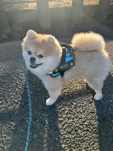 Customer photo review of FunFunPet 高機能ハーネス（お名前タグ作成サービス付き）