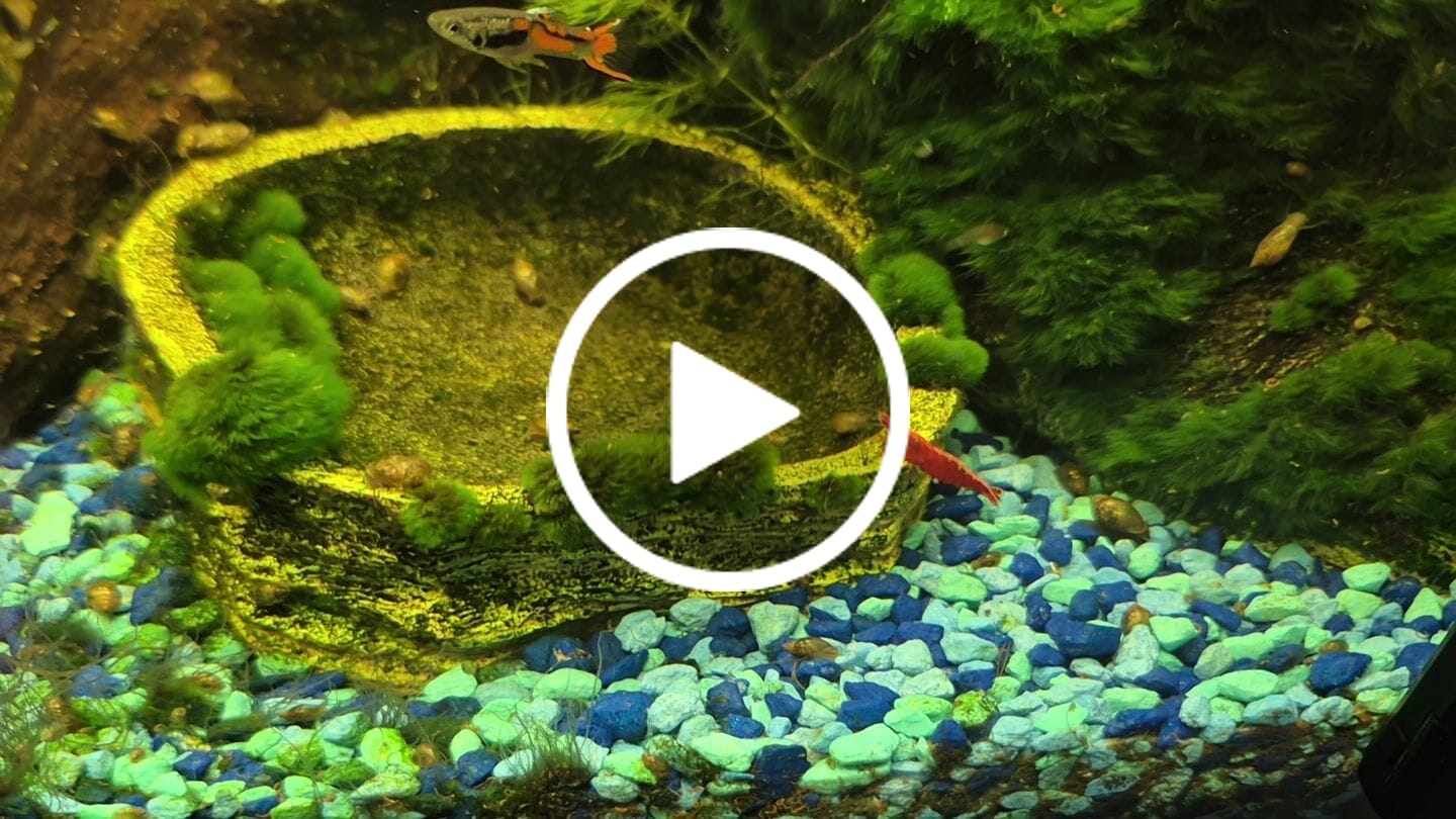 Customer video review of Fourth Of July Shrimp Pack