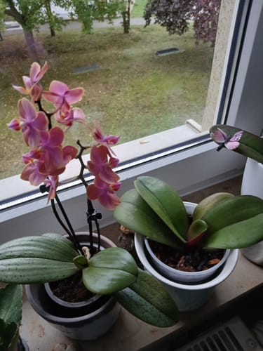 Customer photo review of Duftorchidee Table Dance Dusty Belle mit orange-roten Blüten und 2 Rispen