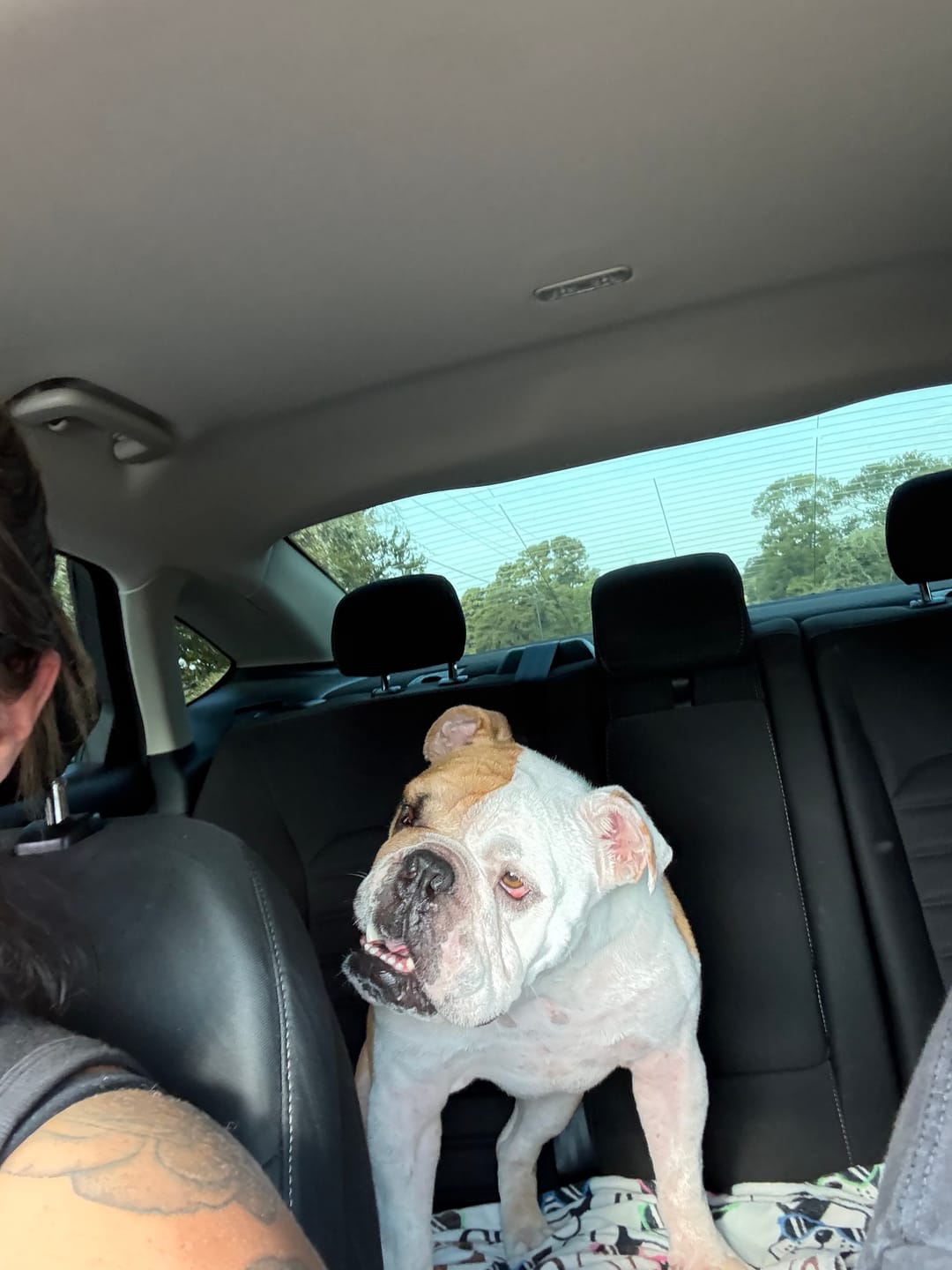 Customer photo review of Banana Yak Chews