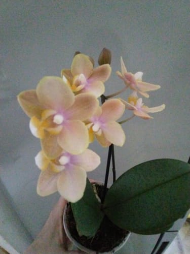 Customer photo review of Duftorchidee Table Dance Testsorte mit cremefarbenen Blüten und 2 Rispen