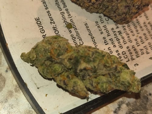 Customer photo review of Acapulco Gold THCA Flower