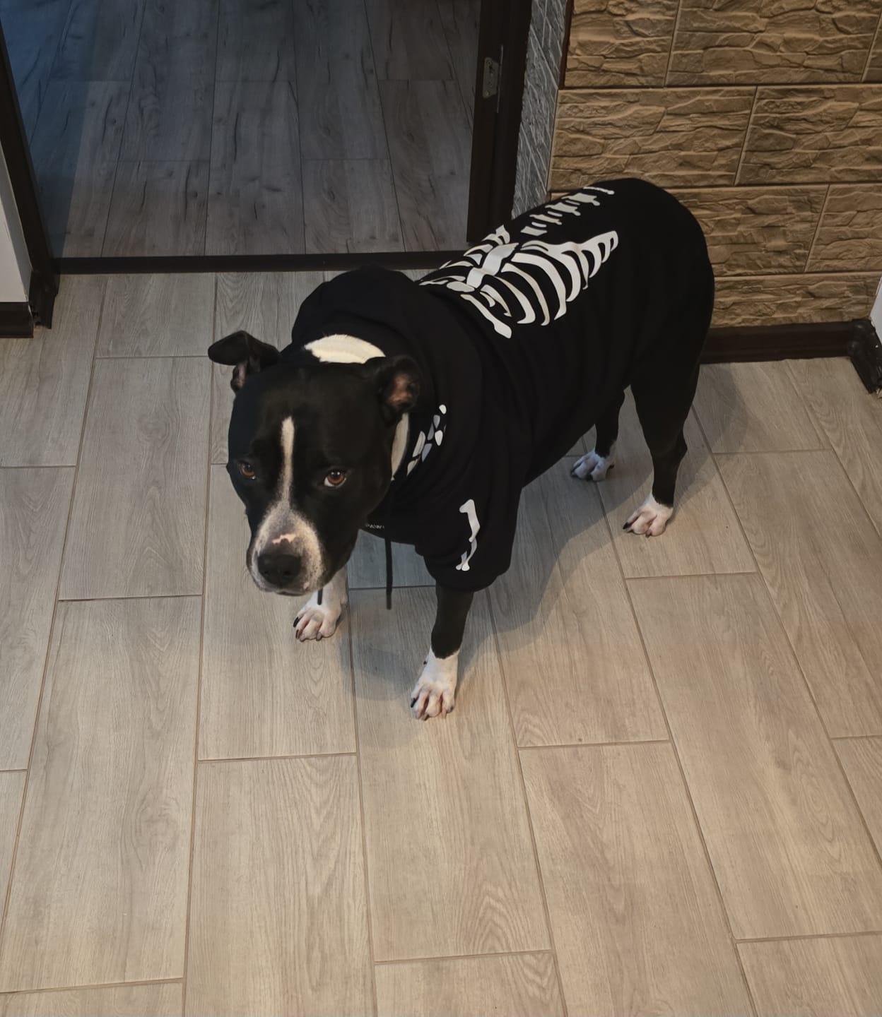 Customer photo review of Halloween Dog Hoodie - Reflective Skeleton