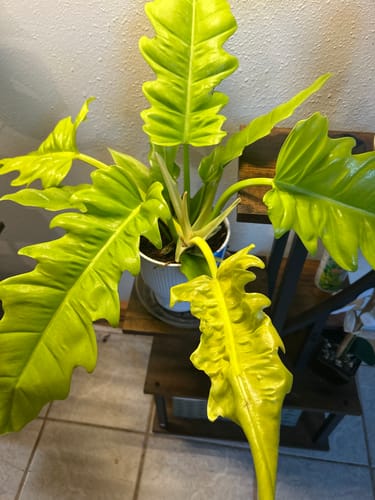 Customer photo review of Houseplant Pest Spray