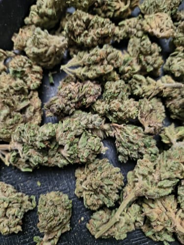 Customer photo review of Pilot Light - Bulk - Indica