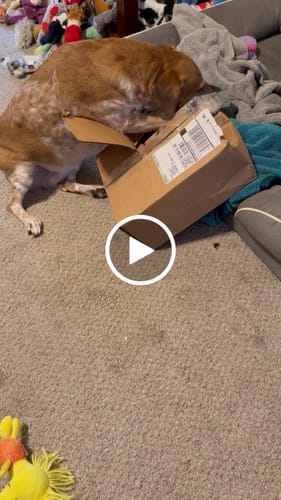 Customer video review of USA Turkey Rings
