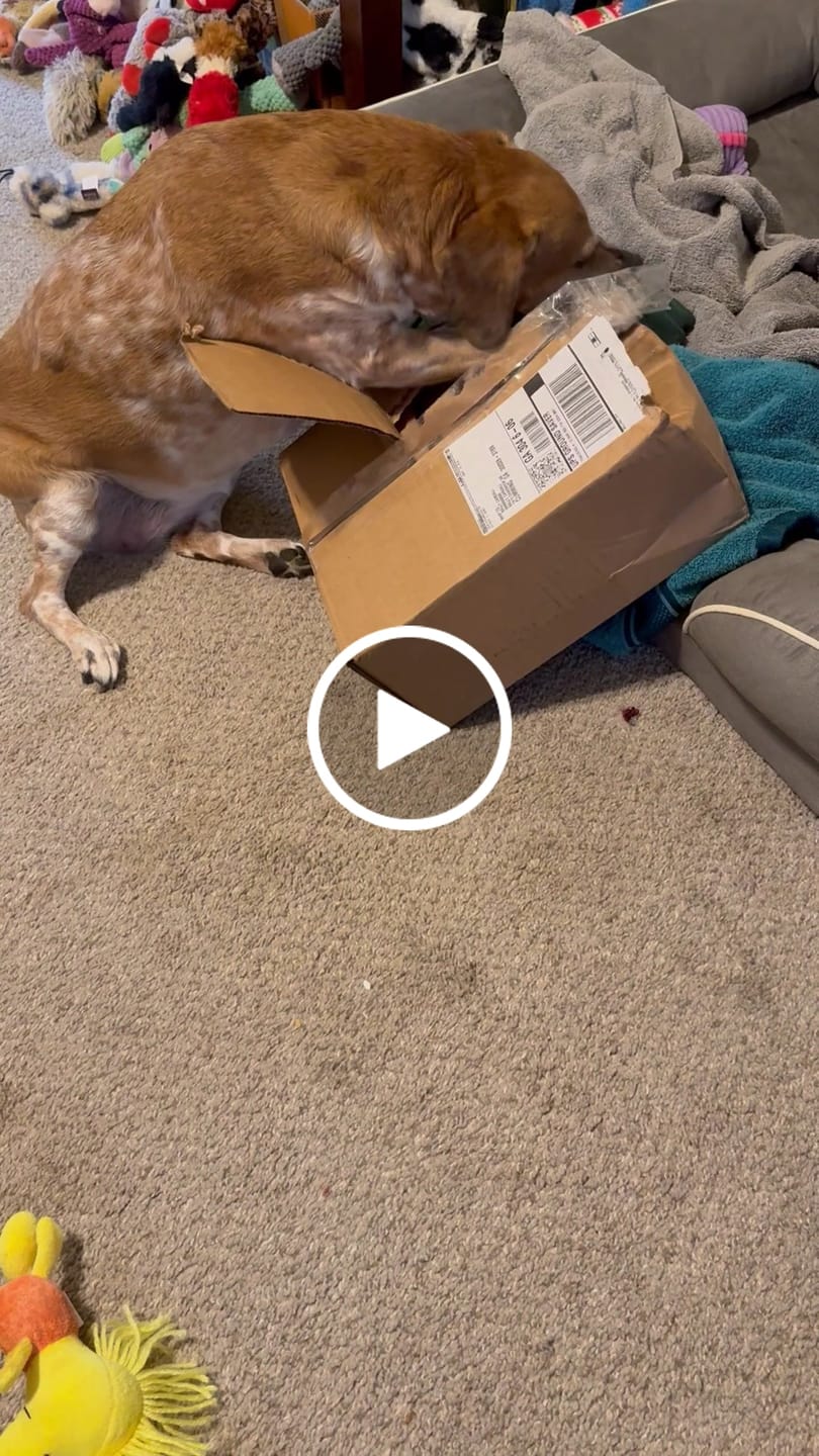 Customer video review of USA Turkey Rings